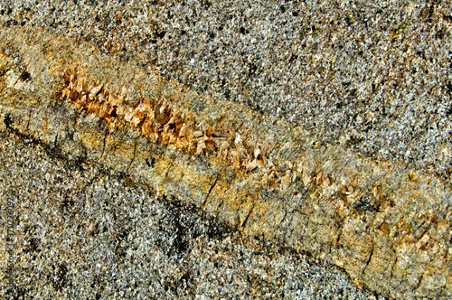 Felsic dike intrudes granitic rock. Quickly cooled fine grained  chill margin with coarser grained equivalent in the interior.  The larger crystals are the result of slower cooling. photo