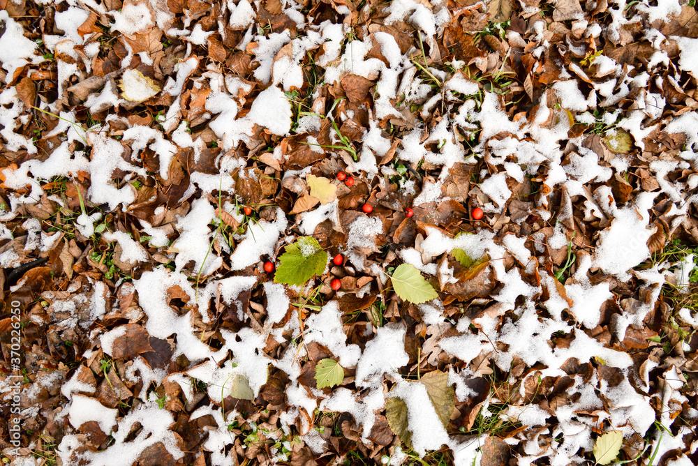 background of dried leaves with red berries covered by snow background of dried leaves with red berries covered by snow