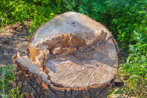 Felled tree on a sunny summer day among the green grass