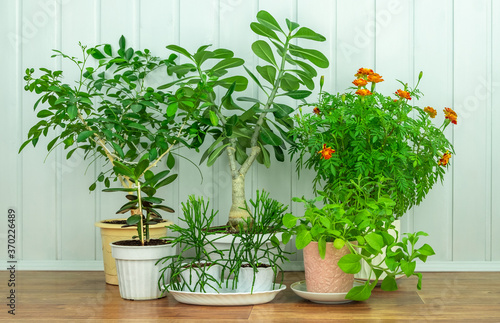 Houseplants in flower pots on a wooden floor against a blue background. Indoor plant growing concept, hobby. Horizontal orientation, selective focus.