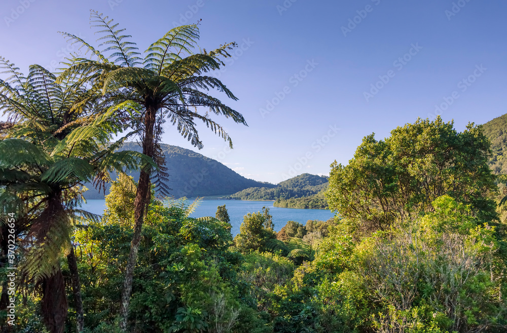 Tree ferns around Blue Lake Tree ferns around Blue Lake