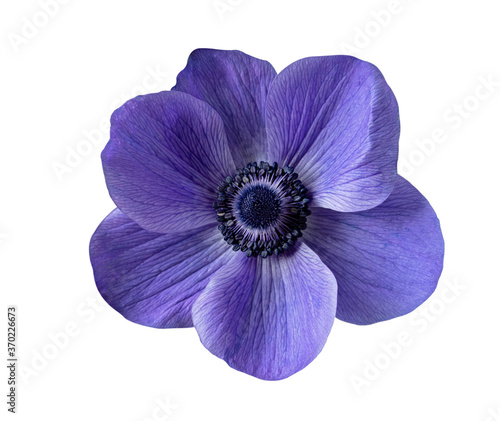 Isolated blue flower on a white background. Anemone © svetlanass13