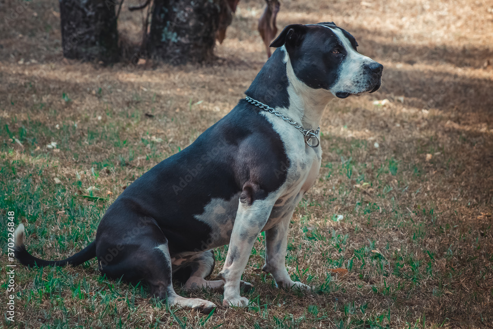 american staffordshire terrier