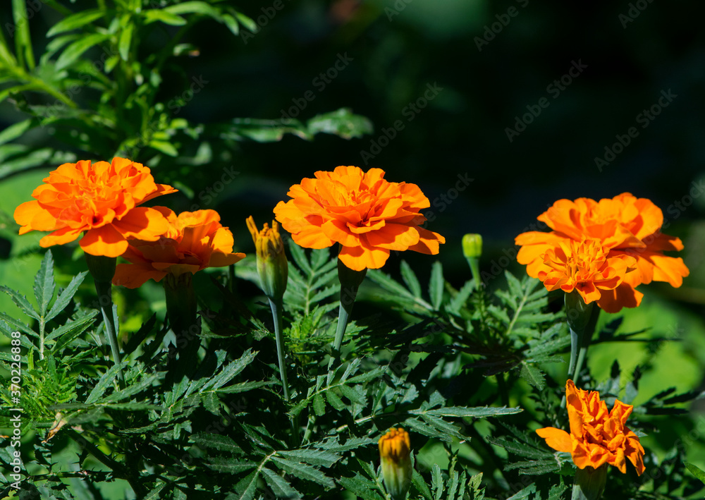 orange beautiful flowers marigolds close-up. Close up of beautiful flower pattern of marigold in the garden. Marigolds erect, Mexican, Aztec or African marigold orange beautiful flowers marigolds close-up. Close up of beautiful flower pattern of marigold in the garden. Marigolds erect, Mexican, Aztec or African marigold
