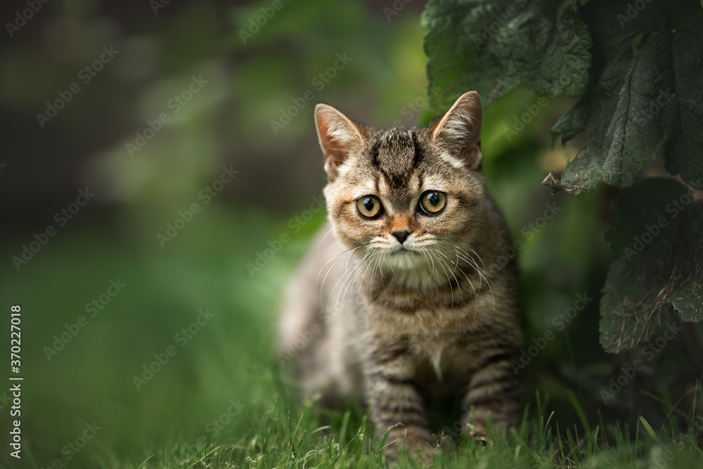 small tabby kitten walking outdoors in summer, portrait on grass