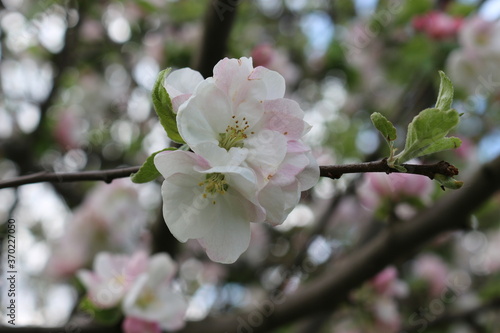 Delicate pink flowers bloom on the branches of an apple tree on a sunny spring day.