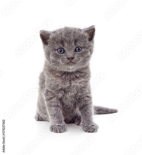 Small gray kitten. © voren1