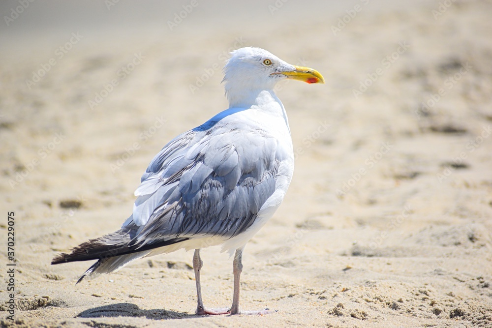 seagull on the beach seagull on the beach
