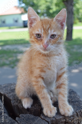 portrait of a cat on the street