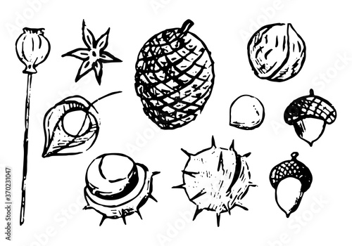 Doodles set of autumn nature elements. Nuts, chestnuts, acorns, poppy seeds, anise, pine cone. physalis. Hand drawn vector illustrations collection. Black object isolated on white for design, decor.