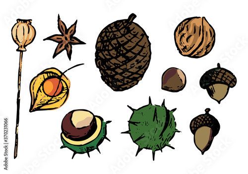Doodles set of autumn nature elements. Nuts, chestnuts, acorns, poppy seeds, anise, pine cone, physalis. Hand drawn vector illustrations collection. Colored object isolated on white for design, decor.