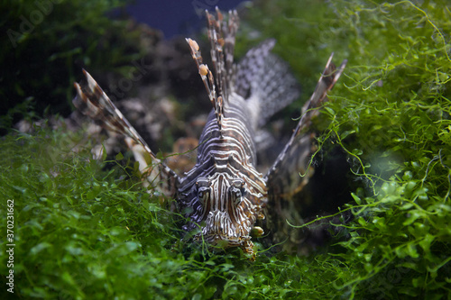 Obraz na plátně Lionfish (dendrochirus zebra), fish in an aquarium
