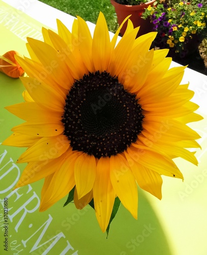 sunflower on a green background