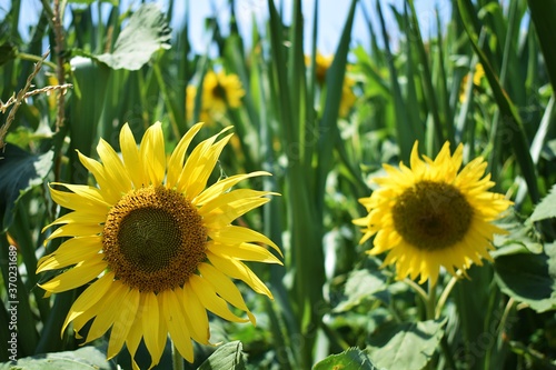 field of sunflowers in summer