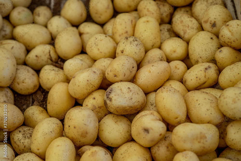 Fresh small Organic Potato on Tray at the Farmer Market, Selective Focus. Macro photo Fresh small Organic Potato on Tray at the Farmer Market, Selective Focus. Macro photo