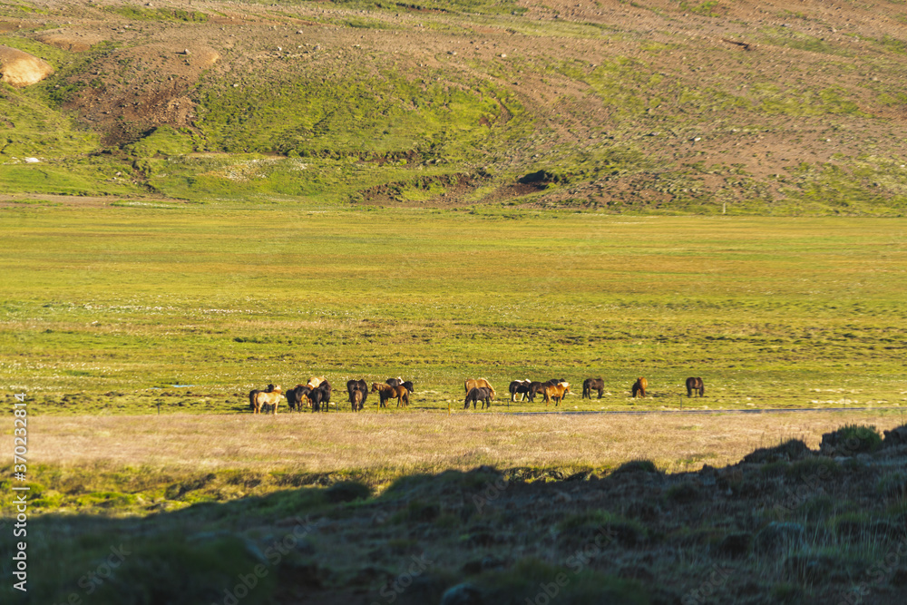 Icelandic horses near Krysuvik geothermal area Icelandic horses near Krysuvik geothermal area