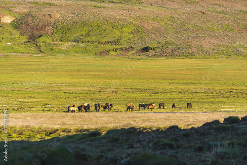 Icelandic horses near Krysuvik geothermal area © 1LifeStudios