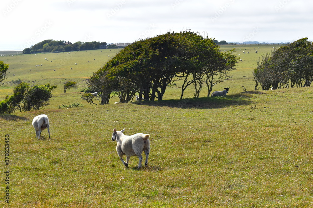 Livestock are common sight in South Downs and play a major role in the eco system Across the National Park there are mammals of all different shapes sizes and breeds grazing on a variety of landscapes Livestock are common sight in South Downs and play a major role in the eco system Across the National Park there are mammals of all different shapes sizes and breeds grazing on a variety of landscapes