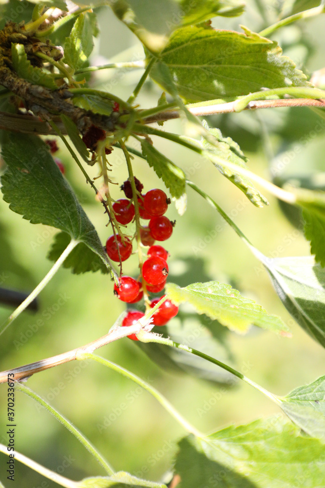 Red currants in the garden Red currants in the garden