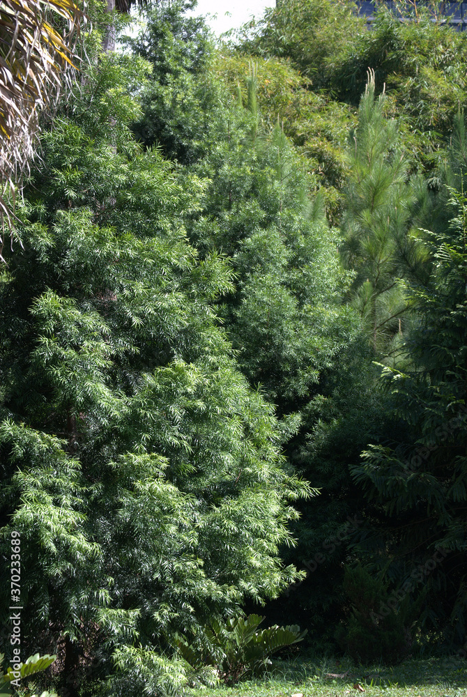 Fototapeta premium Bosque