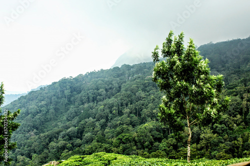 mountain landscape with trees and clouds