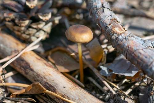 Small toxic poisonous mushroom (entoloma vernum) is growing beyond pine needles in woodland photo