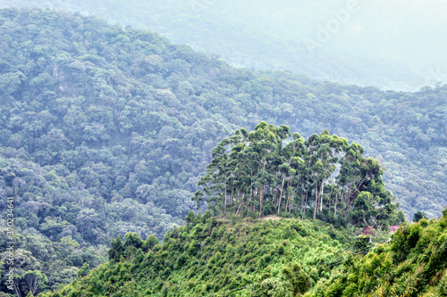 pine tree on a hill