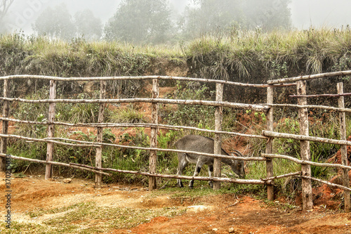 Wild Goat on Hills