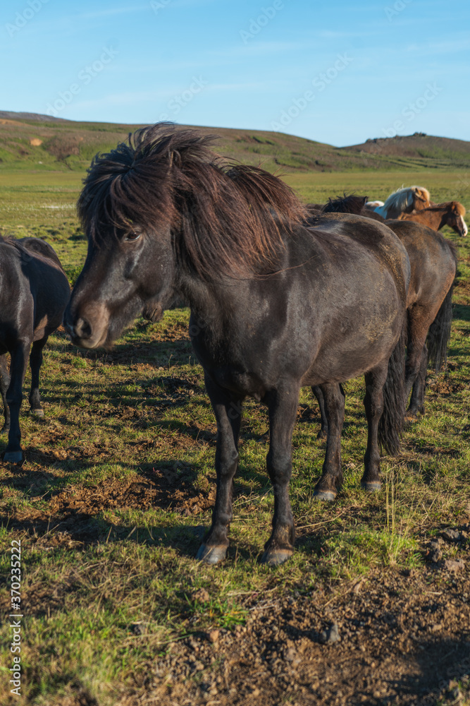 Icelandic horses near Krysuvik geothermal area Icelandic horses near Krysuvik geothermal area