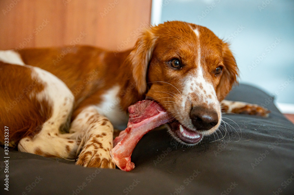 Cute welsh springer spaniel dog chewing raw barf bone.