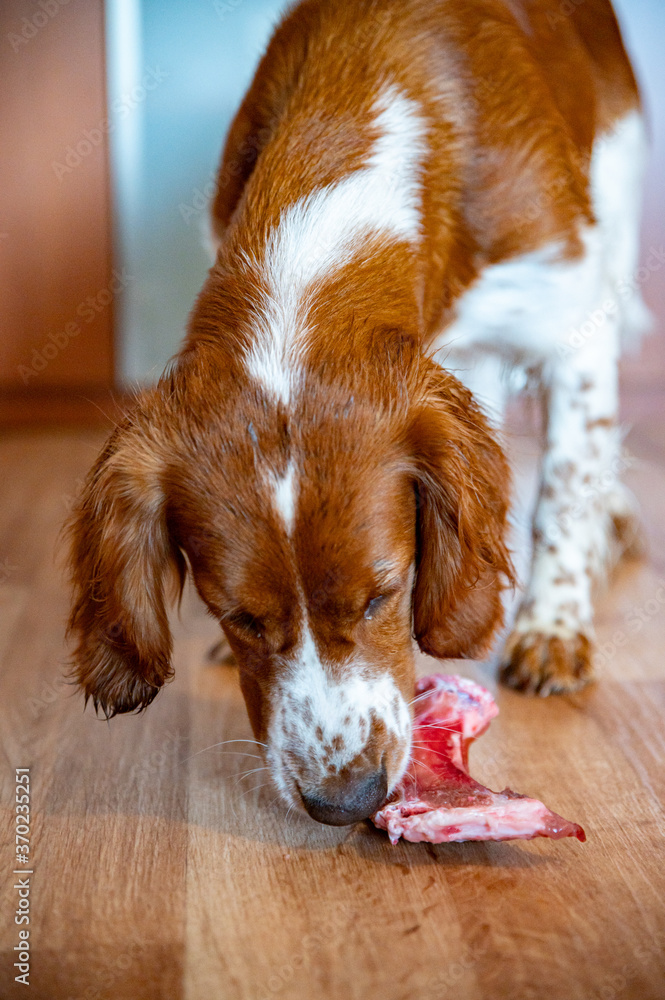 Cute welsh springer spaniel dog chewing raw barf bone.