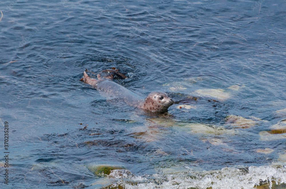 Fototapeta premium Common Seal (Phoca vitulina) at Chowiet Island, Semidi Islands, Alaska, USA
