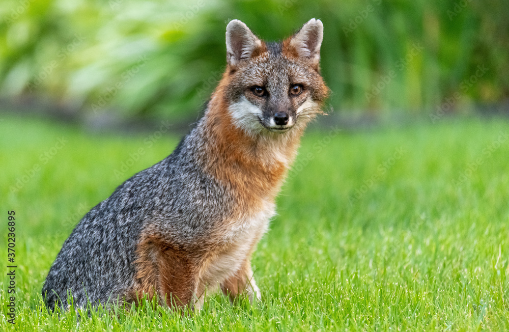 Portrait of fox sitting. Wildlife looking straight at camera