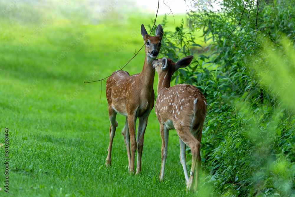 White tailed deer , fawns at the edge of the forest