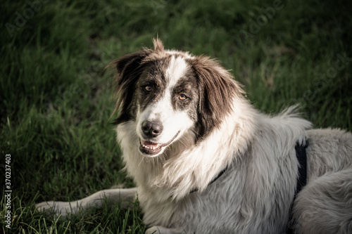 beautiful portrait of a shepherd dog