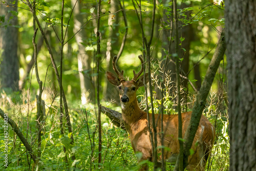 Young white tailed deer with growing antlers in velvet.Natural scene from Wisconsin.