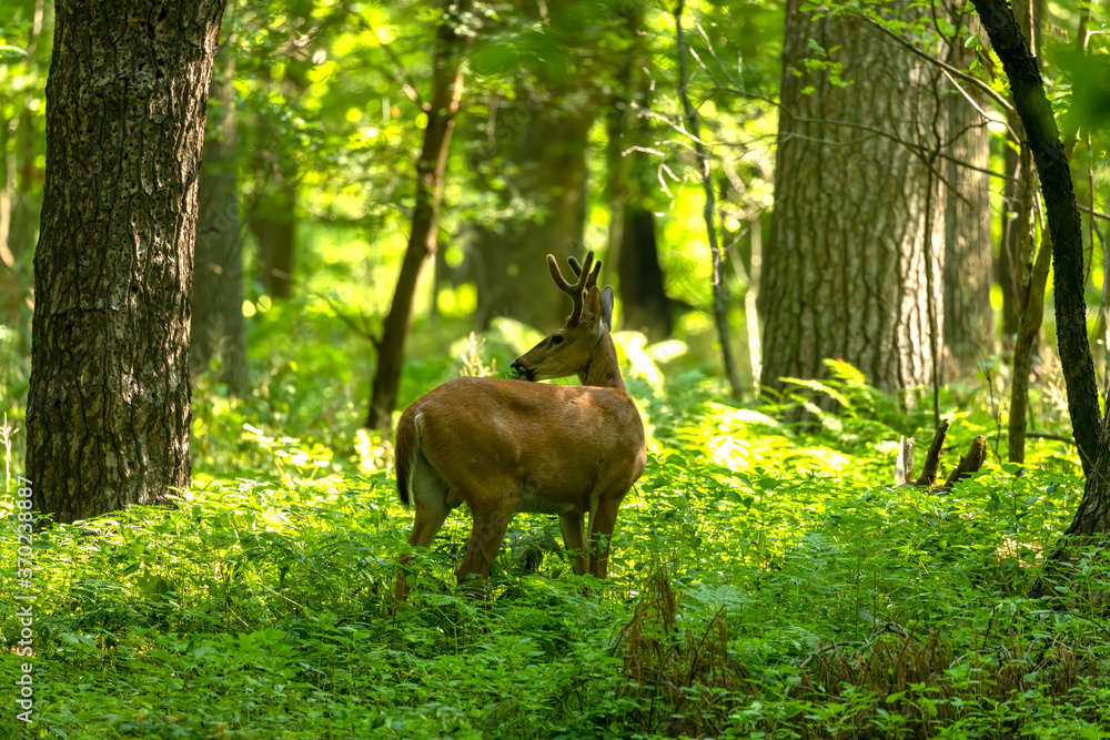 Young white tailed deer with growing antlers in velvet.Natural scene from Wisconsin. Young white tailed deer with growing antlers in velvet.Natural scene from Wisconsin.