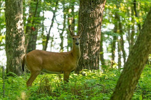 Young white tailed deer with growing antlers in velvet.Natural scene from Wisconsin.