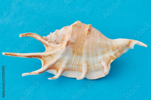 Seashell on blue background. Summer time concept.
