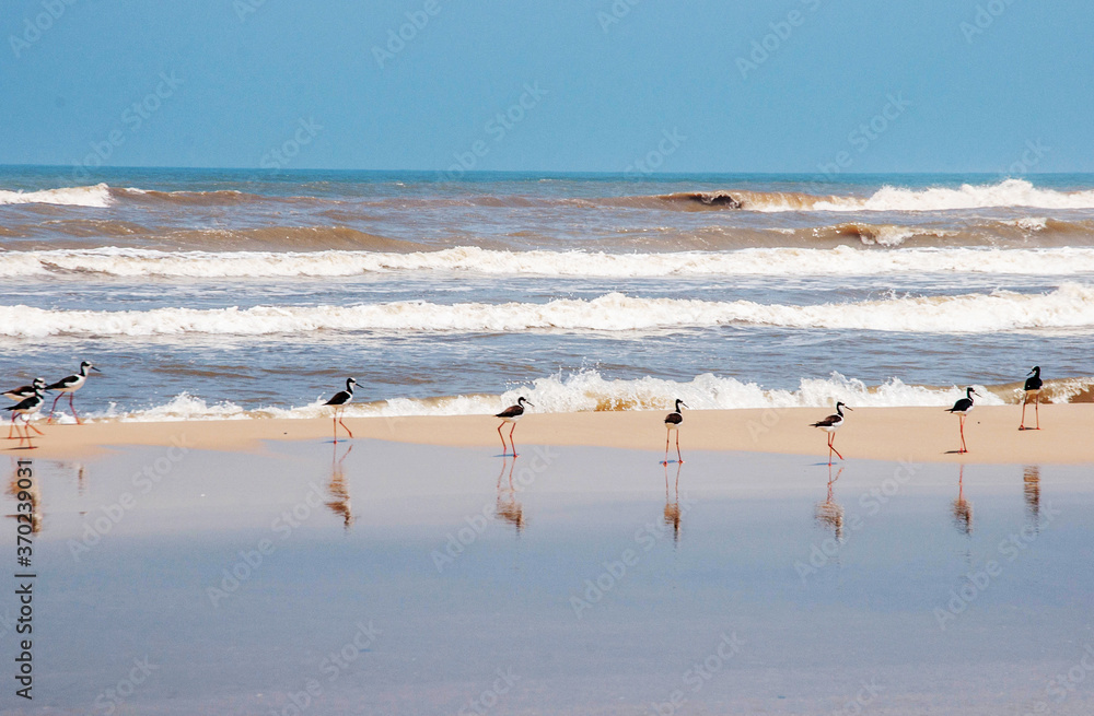 seagulls on the seashore