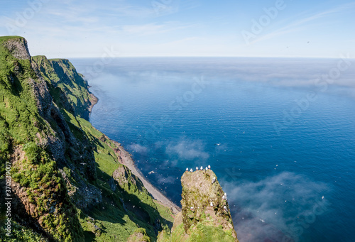 Colony of Red-legged Kittiwake (Rissa brevirostris) at St. George Island, Pribilof Islands, Alaska, USA photo