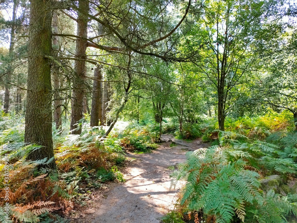 path in the forest path in the forest