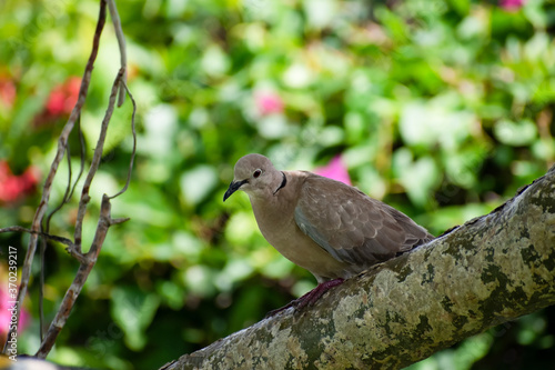 Side view of beautiful light brown or beige colored eurasian collared dove bird perched or sitting on branch of a plumeria tree with blurred colorful nature of leaves and flowers in background.