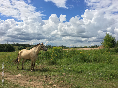 a beautiful horse stands on a field under clouds