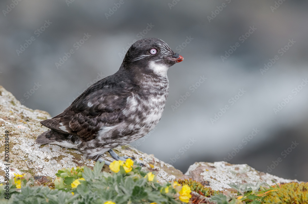 Least Auklet (Aethia pusilla) at St. George Island, Pribilof Islands, Alaska, USA