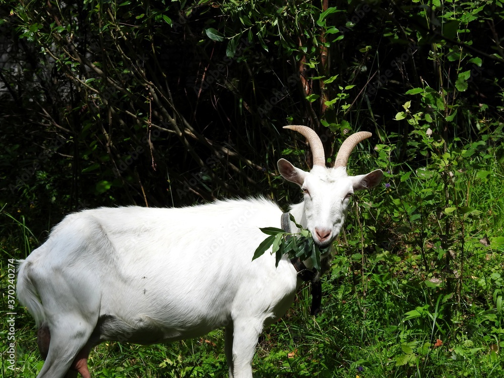 Fototapeta premium Domestic goats eat in the meadow in clear weather