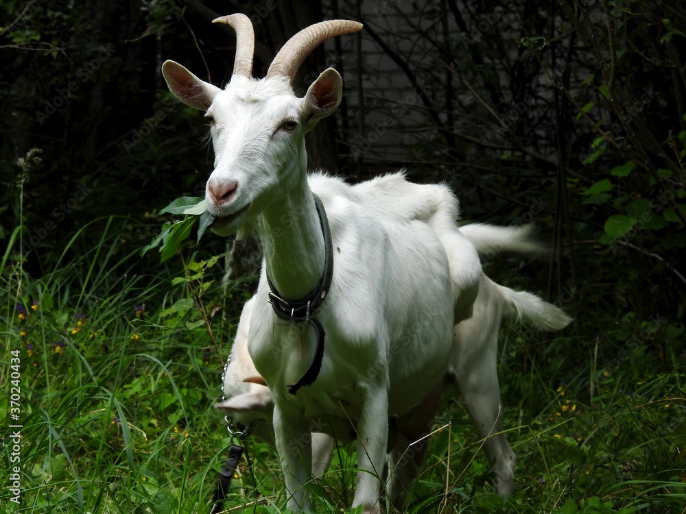 Domestic goats eat in the meadow in clear weather Domestic goats eat in the meadow in clear weather