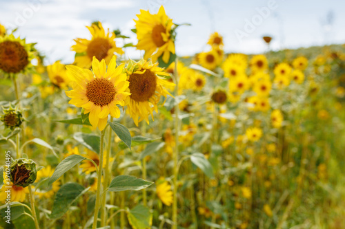 Sunflowers blooming on the field with blurred background. Sunflowers background with copyspace