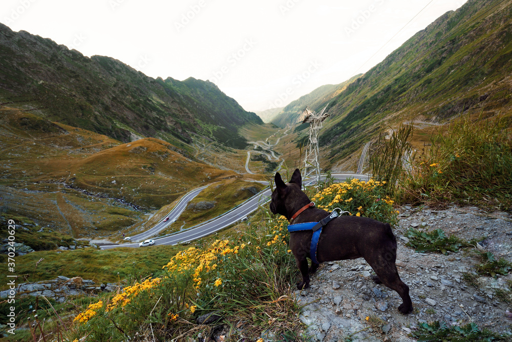 French bulldog looking at beautiful mountain landscape