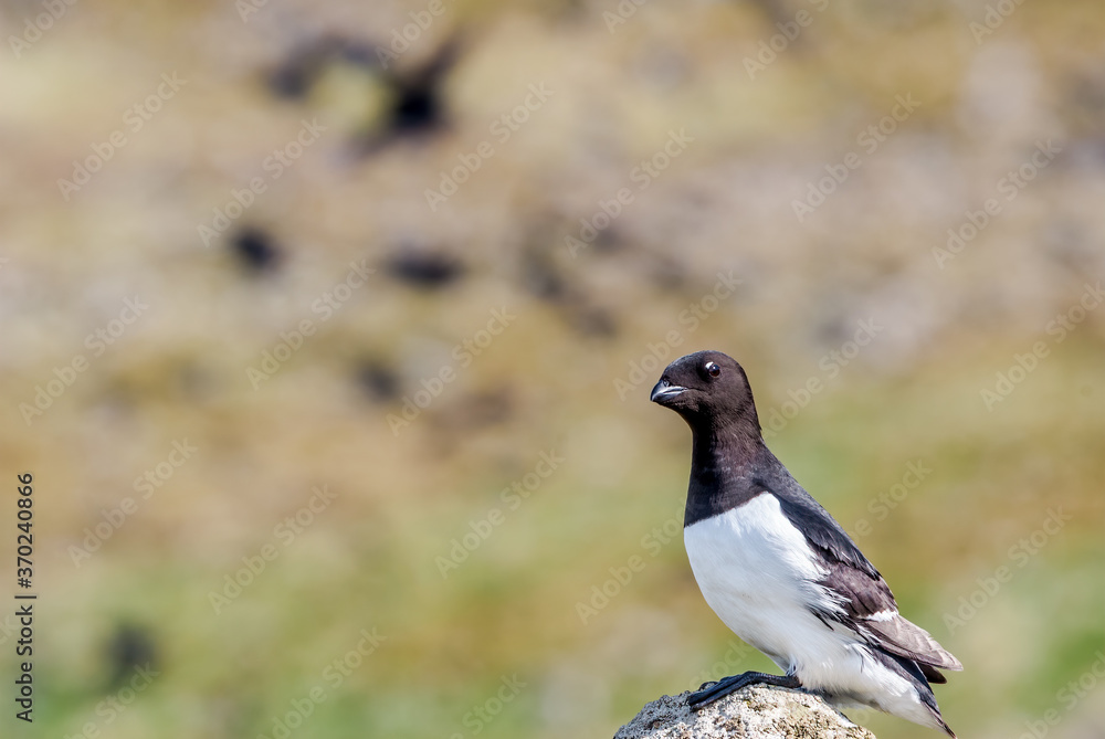 Dovekie (Alle alle) at Least Auklet colony in St. George Island, Alaska, USA Dovekie (Alle alle) at Least Auklet colony in St. George Island, Alaska, USA